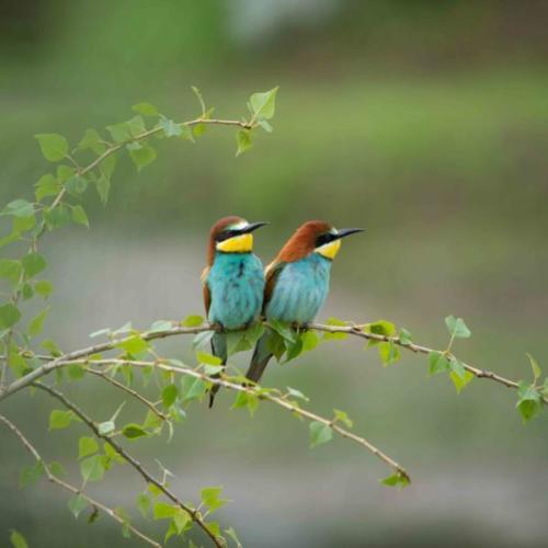 THE BEE-EATER